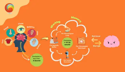 Neurons & Learning | How We Learn